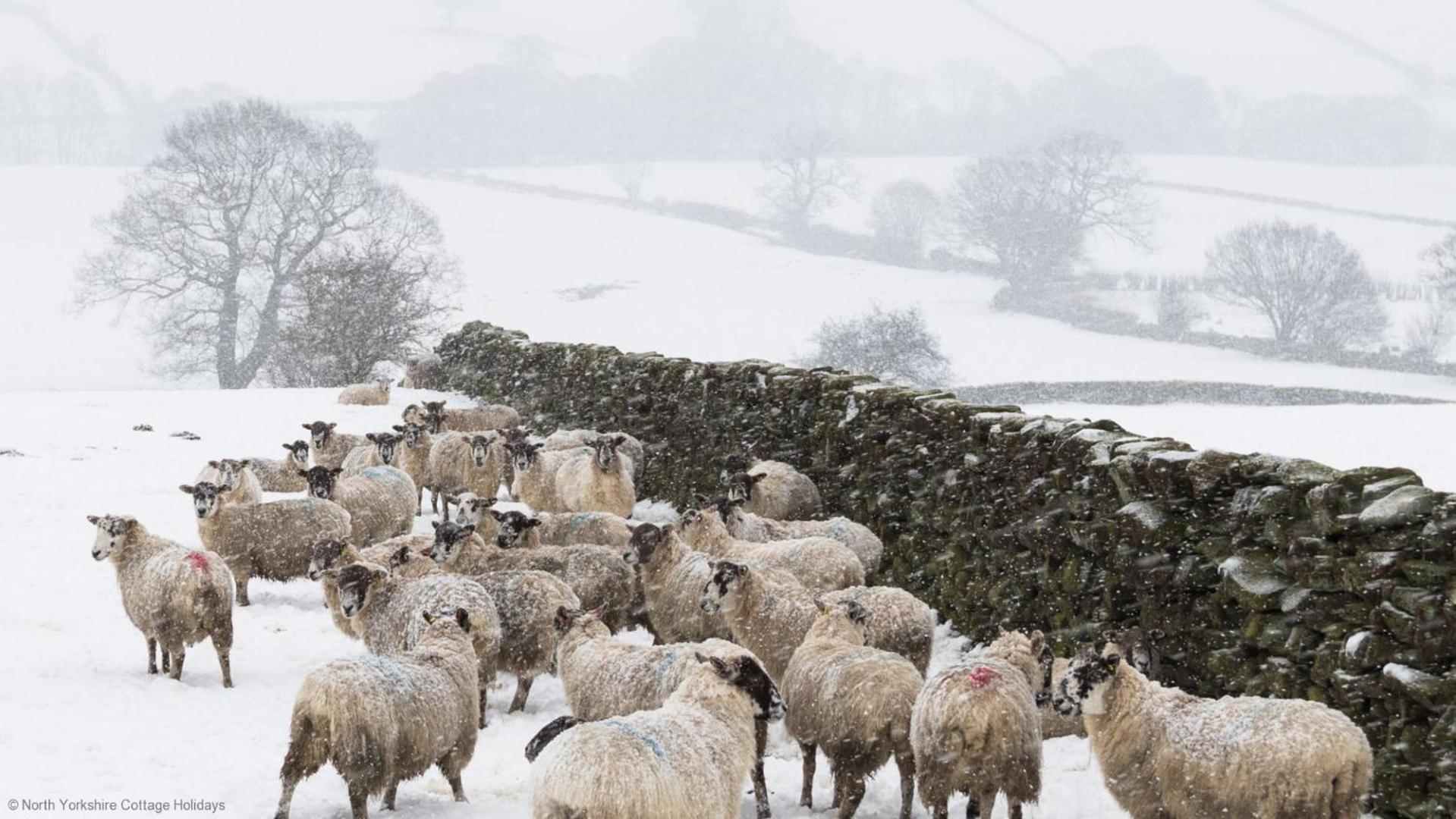 Stone Cottage In Picturesque North Yorkshire Village - Bull Dog Cottage Ampleforth Esterno foto